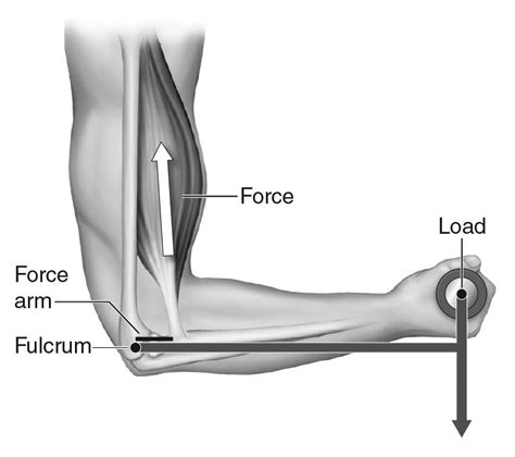 Arm Example Of Lever