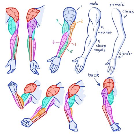 Arm Sketch Reference