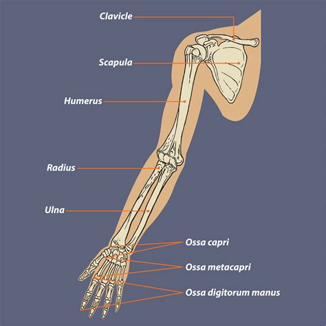 Arm Structure Diagram