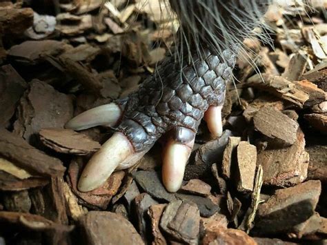 Armadillo Feet