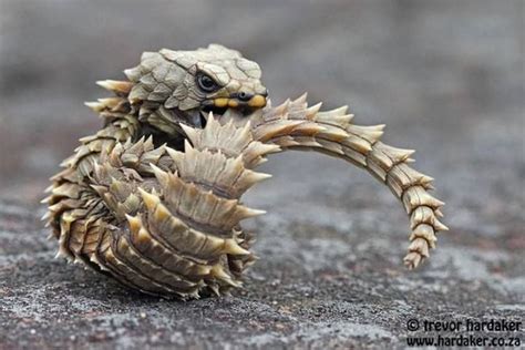 armadillo girdled lizard cost