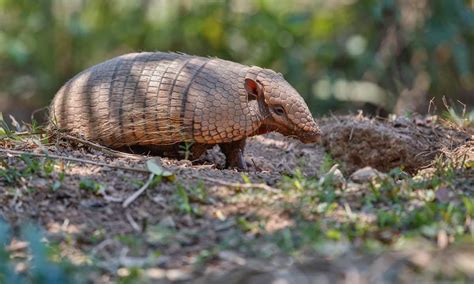 armadillo out during the day