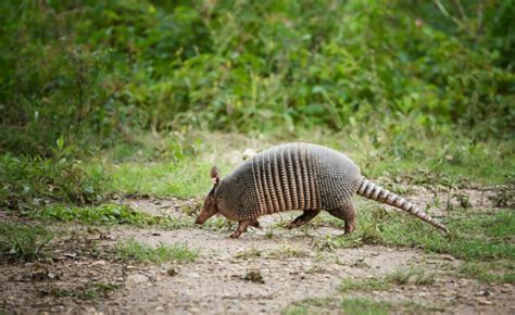 armadillo syphilis