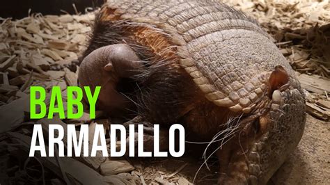 Armadillo Youtube