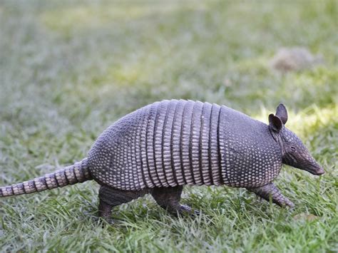 armadillos and leprosy in florida