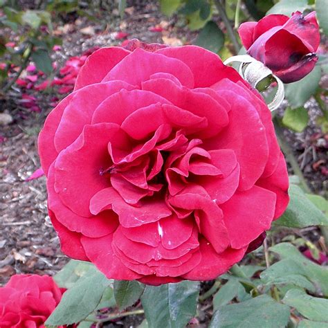 Armstrong Roses Catalog