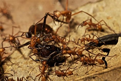 army ants vs fire ants