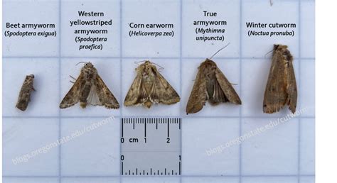 Armyworm moth patterns