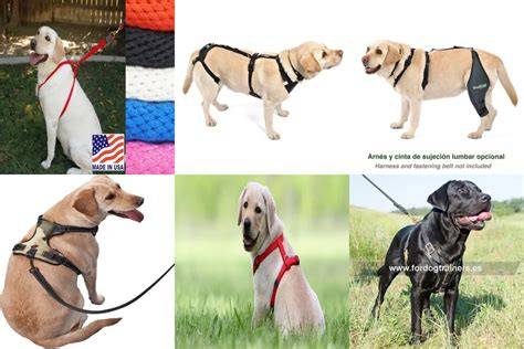 Regalo labrador retriever cachorros 【 ANUNCIOS Septiembre 】 Clasf