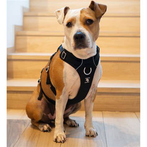 Arnes Para Perro Ajustable Resistente Con Boton Seguridad Mercado Libre