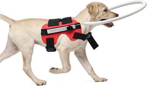 🥇 Arnes para Perros Ciegos🥇 【LOS MEJORES del 2022】👌