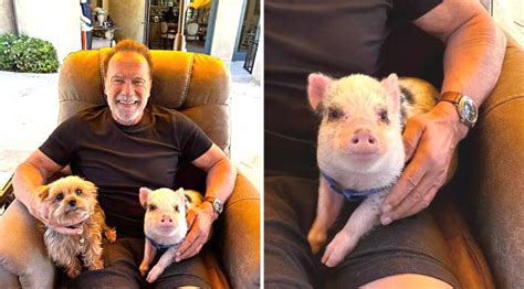 arnold schwarzenegger pet pig