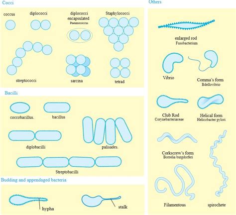 arrangement of e coli