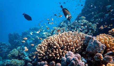 (PDF) Arrecifes de coral en México