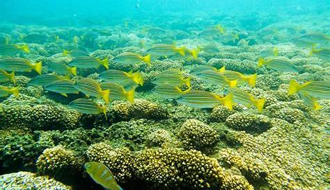 Arrecife de coral de bahía Damas, isla Coiba, Panamá El