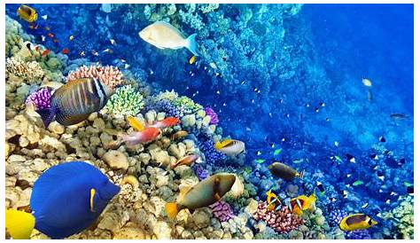 Arrecifes De Coral Hd Arrecife Fondos Pantalla 1600x900