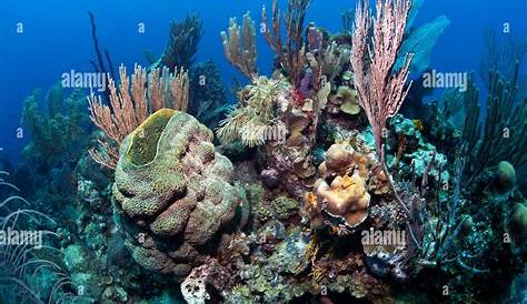 Arrecifes De Coral Honduras Bucear En , Paraíso