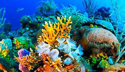 Arrecifes De Coral Roatan Honduras Los Más Impresionantes l Mundo Viaturi