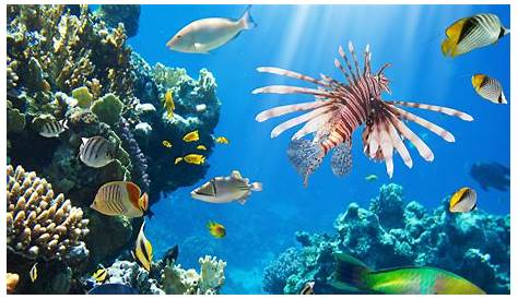 Arrecifes De Coral Wallpapers Hd [46+] Reef Wallpaper In HD On WallpaperSafari