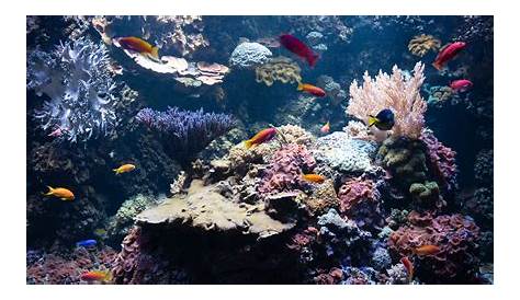 Arrecifes De Coral Corren Peligro A Causa l