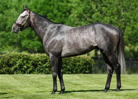 arrogate stallion