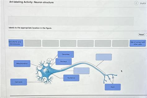 art labeling activity neuron structure