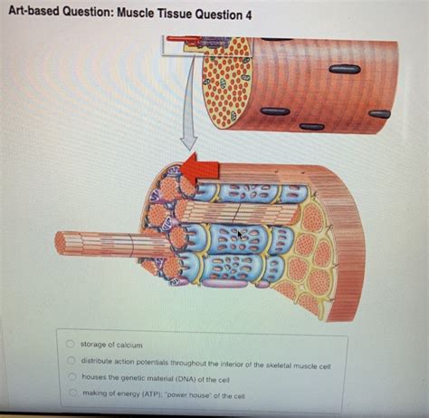 Art-Based Question Muscle Tissue Question 5