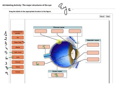 art-labeling activity: accessory structures of the eye