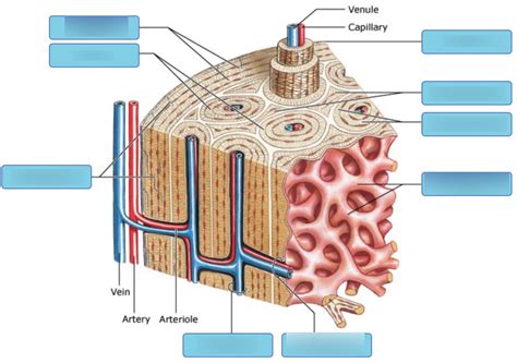 art-labeling activity: structure of compact bone