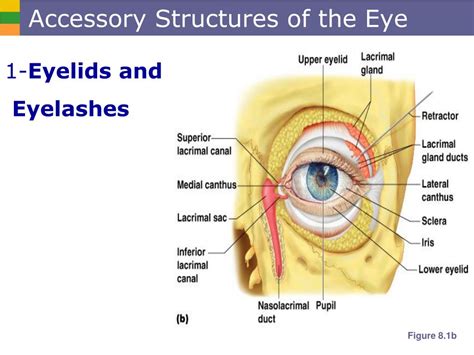art-labeling activity accessory structures of the eye