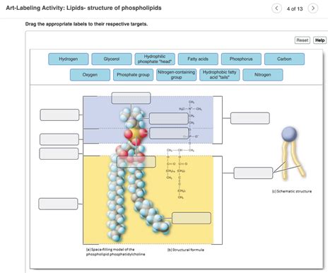 art-labeling activity lipids- structure of phospholipids