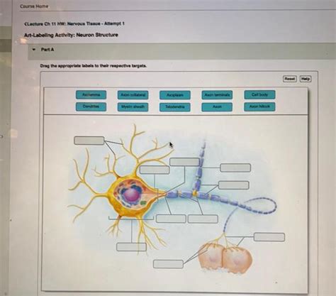 art-labeling activity neuron structure