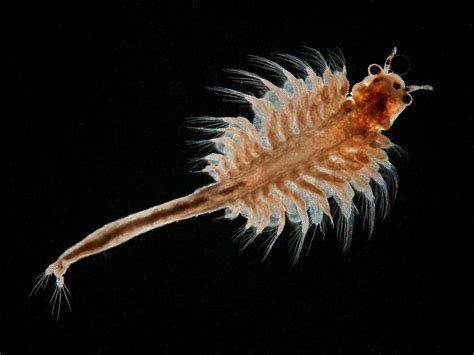 Artemia untuk Ikan Hias