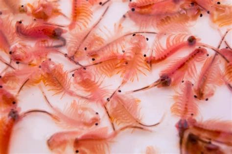 Artemia Sebagai Makanan Alami untuk Ikan Cupang