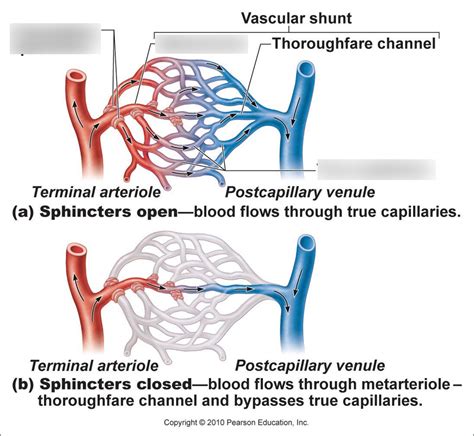 Artery Capillary Beds