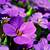 arti bunga violet