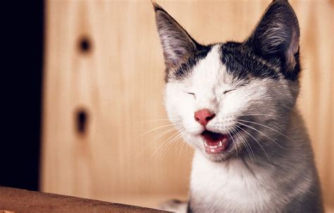 Arti Mimpi Kucing Masuk Rumah Menurut Islam Primbon Dan Psikologi YouTube
