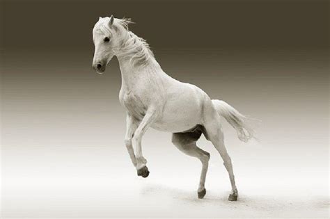 mimpi melihat kuda putih dalam islam Austin Dowd