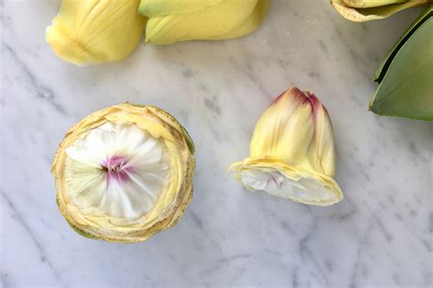 Artichoke Heart Fuzzy