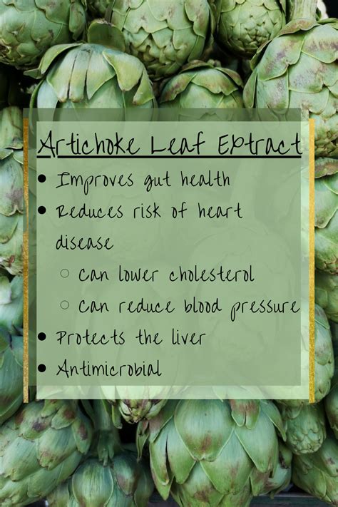 Artichoke Leaf Extract Triglycerides
