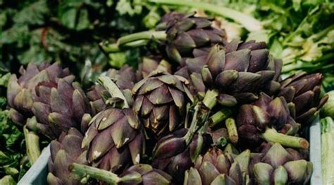 Artichokes Bitter