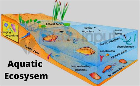 articles on aquatic ecosystems