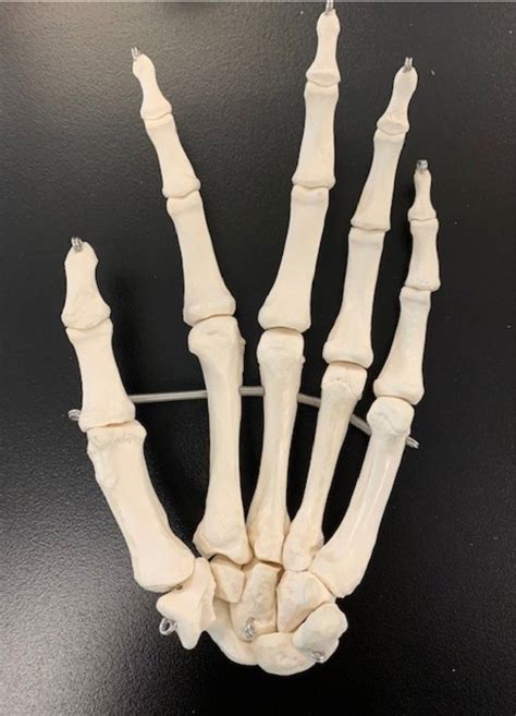 Articulated Hand Meaning