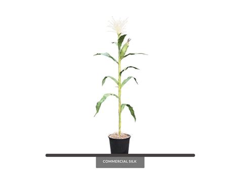 Artificial Corn Plant