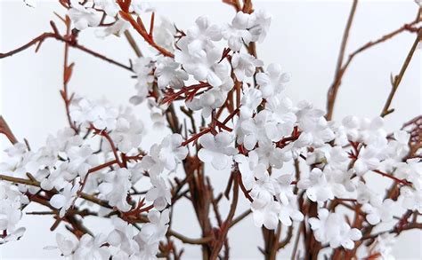 Artificial Flower Branches White