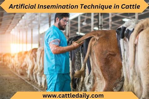 artificial insemination technique in cattle