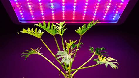 Artificial Light Only Plants