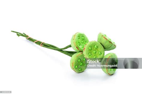 Artificial Lotus Pods