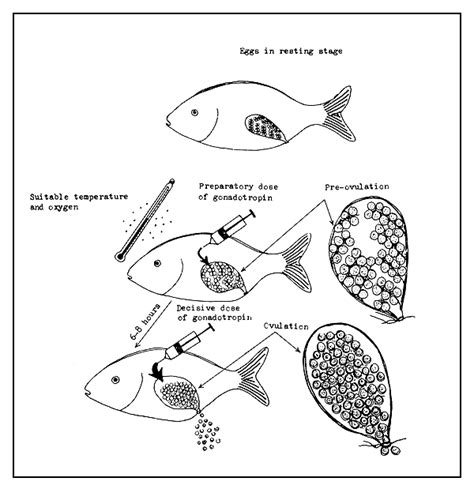 Artificial Method Of Fish Propagation