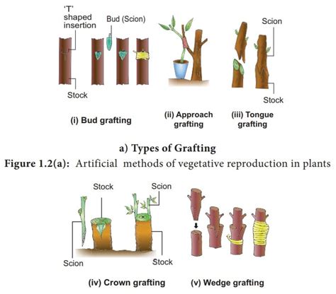 artificial methods of vegetative propagation with examples